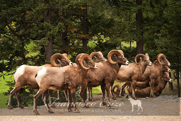 M24 Ovis canadensis - BIGHORN SHEEP 3