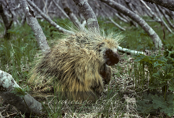 M29 Erethizon dorsatum - NORTH AMERICAN PORCUPINE