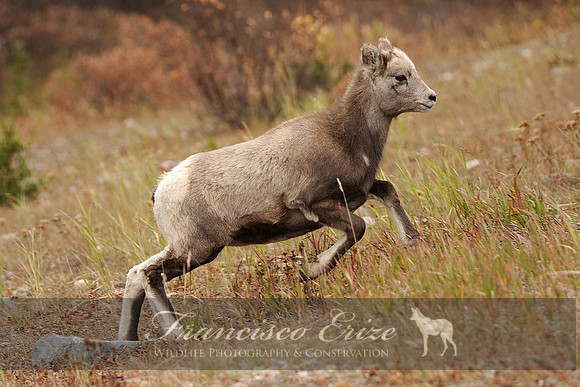 M24 Ovis canadensis - BIGHORN SHEEP 6