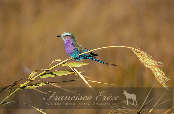 B56 Coracias caudatus - LILAC-BREASTED rOLLER