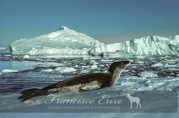 M15 Hydrurga leptonyx - LEOPARD SEAL 3