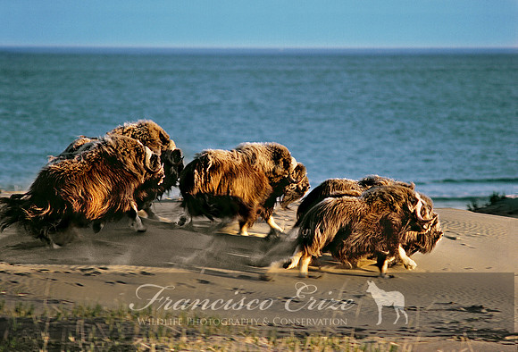 M22 Ovibos moschatus 7 - MUSKOX