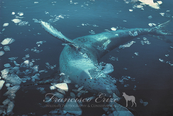M15 Hydrurga leptonyx - LEOPARD SEAL 10
