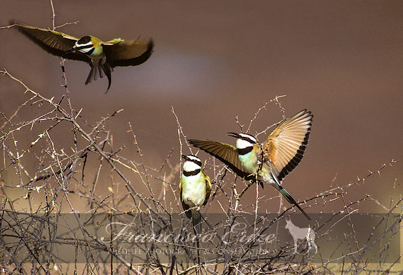 B57B Merops albicollis - WHITE-THROATED BEE-EATER