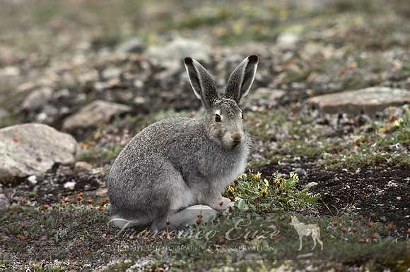 M30 Lepus arcticus - ARCTIC HARE 4