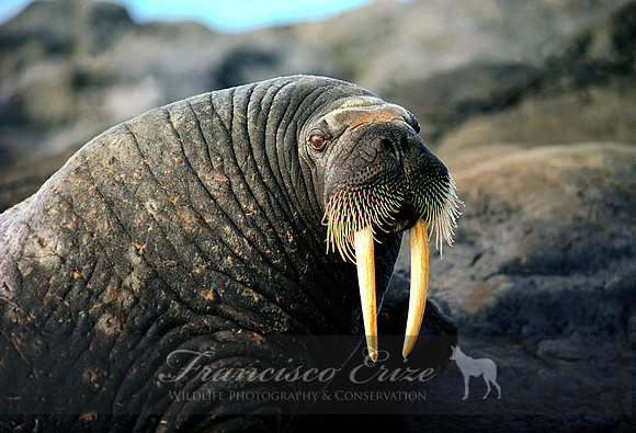 M14 Odobenus rosmarus – ATLANTIC WALRUS