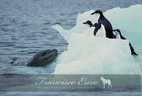 M15 Hydrurga leptonyx - LEOPARD SEAL 12