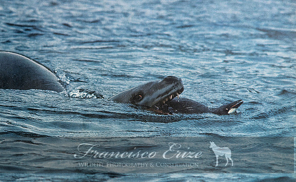 M15 Hydrurga leptonyx - LEOPARD SEAL 13