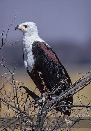 B20 Haliaetus vociferans - AFRICAN FISH EAGLE