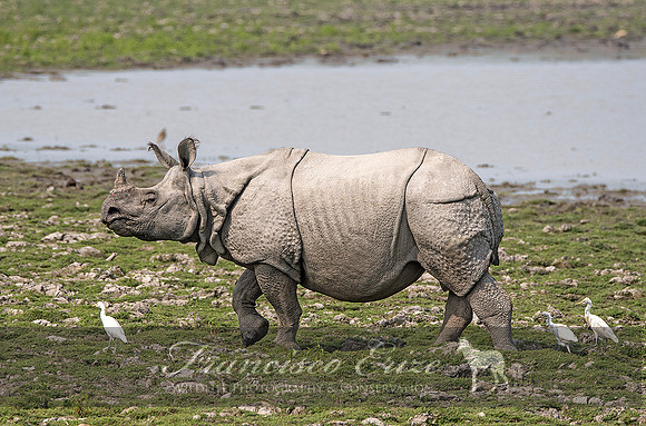 M17 Rhinoceros unicornis - GREATER ONE-HORNED RHINOCEROS 2