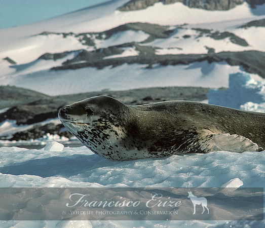 M15 Hydrurga leptonyx - LEOPARD SEAL 4