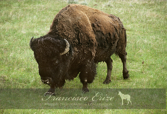 M22 Bison bison - AMERICAN BISON 7