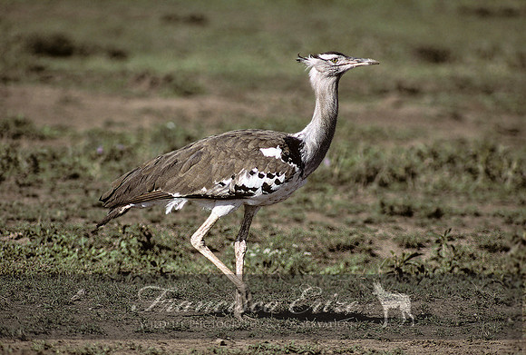 B24B Ardeotis Kori - KORI bUSTARD