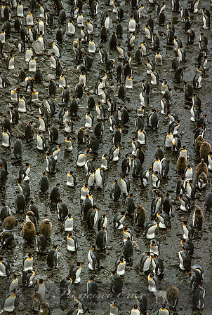 B4 Aptenodytes patagonica - KING PENGUIN