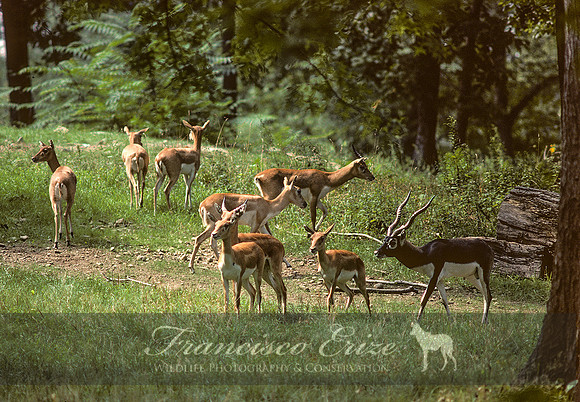 M22 Antilope cervicapra - BLACKBUCK ANTELOPE