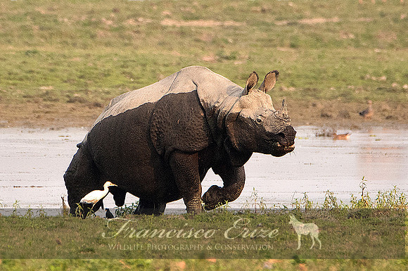 M17 Rhinoceros unicornis - GREATER ONE-HORNED RHINOCEROS 4