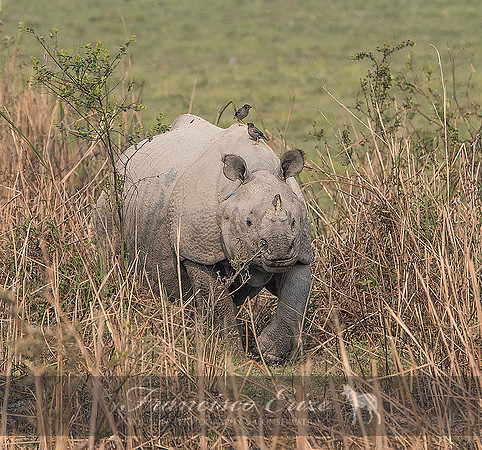 M17 Rhinoceros unicornis - GREATER ONE-HORNED RHINOCEROS 5