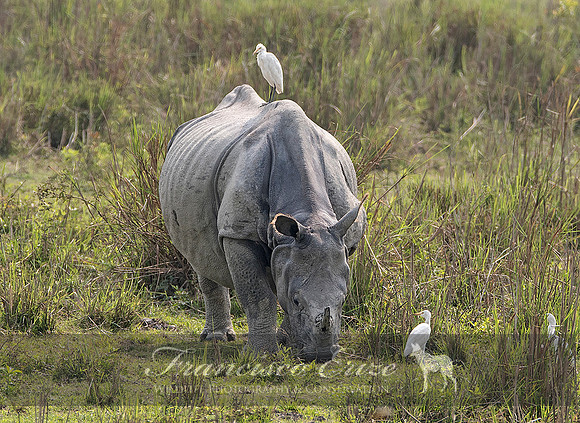 M17 GREATER ONE-HORNED RHINOCEROS