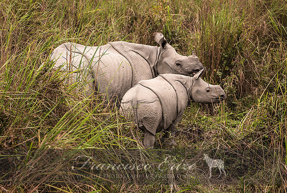 M17 Rhinoceros unicornis - GREATER ONE-HORNED RHINOCEROS