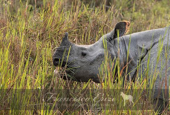 M17 Rhinoceros unicornis - GREATER ONE-HORNED RHINOCEROS 8