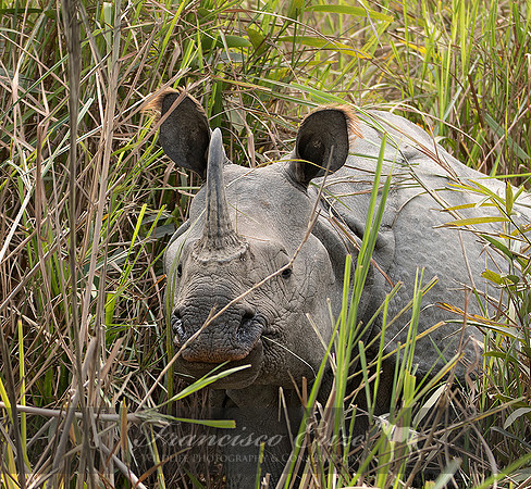 M17 Rhinoceros unicornis - GREATER ONE-HORNED RHINOCEROS 8