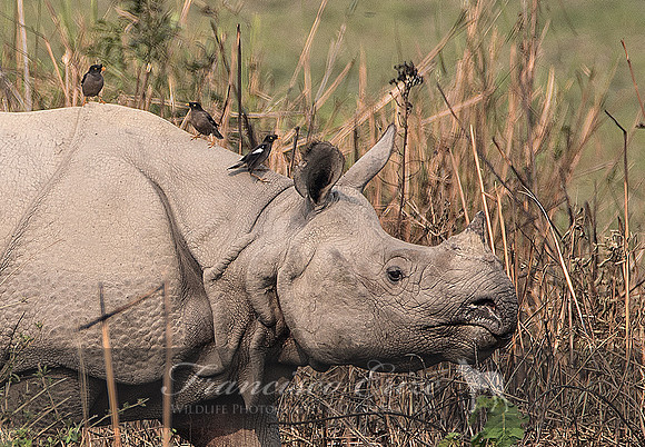 M17 rhinoceros unicornis - GREATER ONE-HORNED RHINOCEROS 10