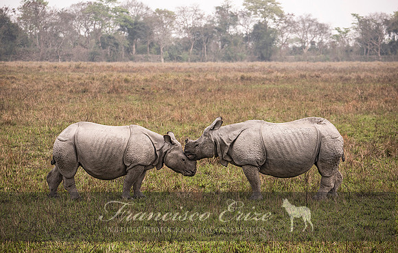 M17 Rhinoceros unicornis - GREATER ONE--HORNED RHINOCEROS 12