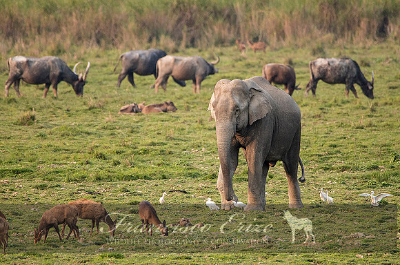 M26 Elephas maximus - ASIAN ELEPHANT
