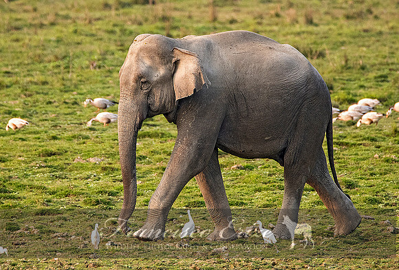 M26 Elephas maximus - ASIAN ELEPHANT