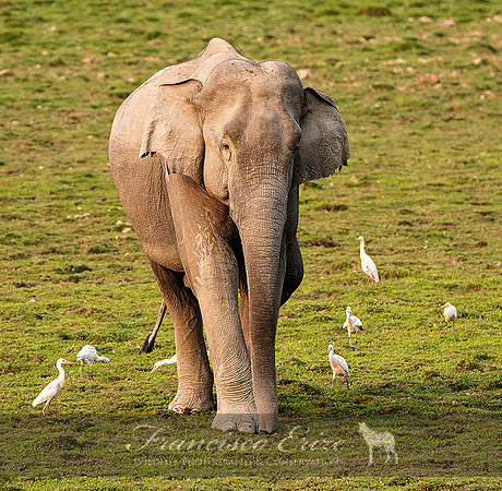 M26 Elephas maximus - ASIAN ELEPHANT 3
