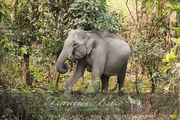 M26 Elephas maximus - ASIAN ELEPHANT 4