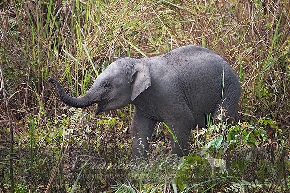 M26 Elepha s maximus - ASIAN ELEPHANT 9