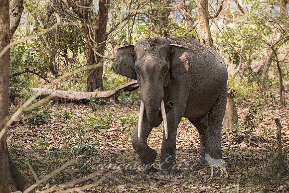 M26 Elephas maximus - ASIAN ELEPHANT 6