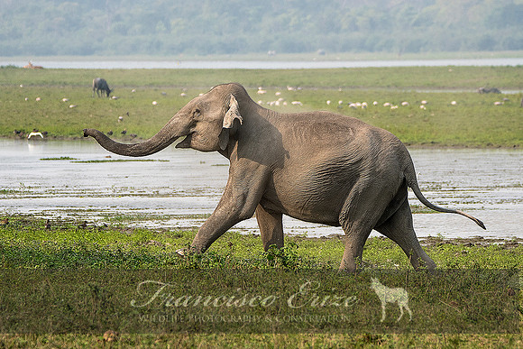 M26 Elephas maximus - ASIAN ELEPHANT 10