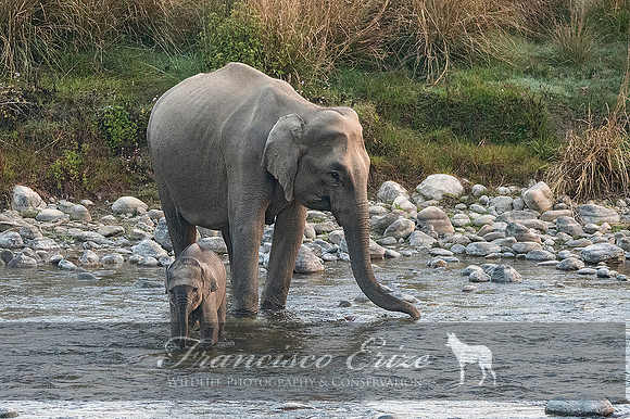 M26 Elephas maximus - ASIAN ELEPHANT 8