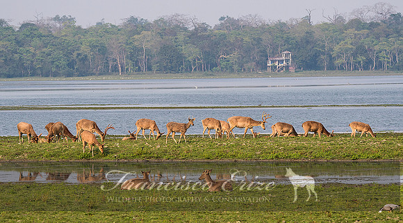 M21 Cervus d. ranjitsinhii - EASTERN SWAMP DEER 1