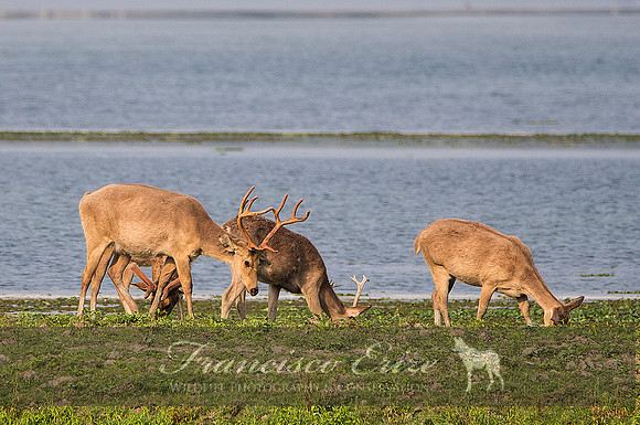 M21 Cervus d. ranjitshinii - EASTERN SWAMP DEER 3