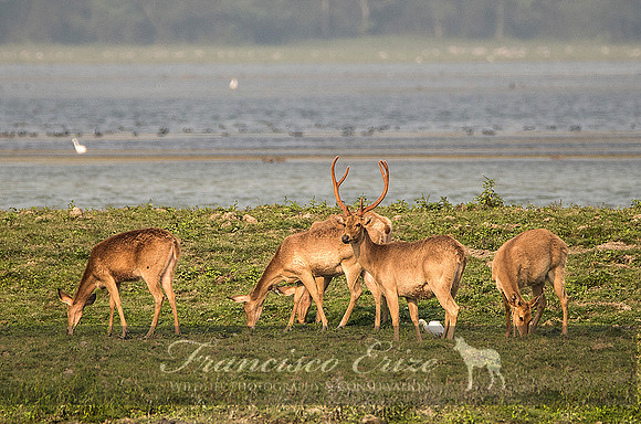 M21 Cervus d. ranjitshii - EASTERN SWAMP DEER 4