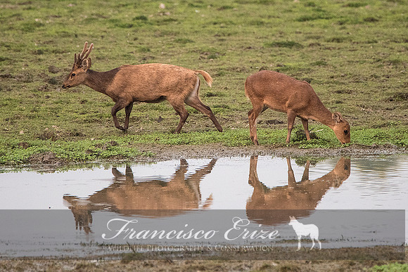 M21 Axis porcinus - HOG DEER