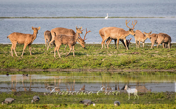 M21 Cervus d. ranjitshinii - EASTERN SWAMPDEER 2
