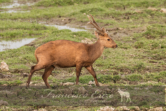 M21 Axis porcinus - HOG DEER 2