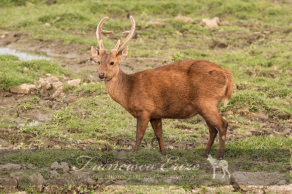 M21 Axis porcinus - HOG DEER 3