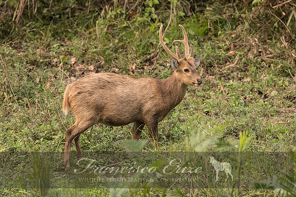 M21 Axis porcinus - HOG DEER 4