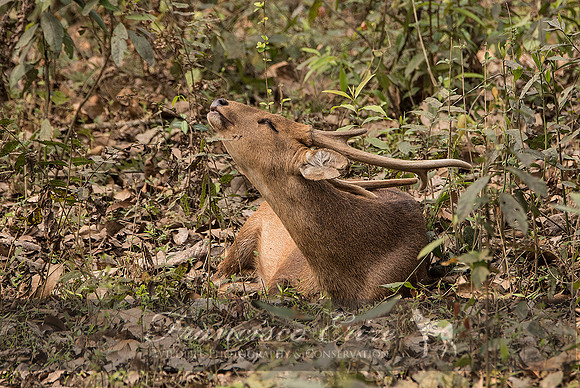 M21 Axis porcinus - HOG DEER 5