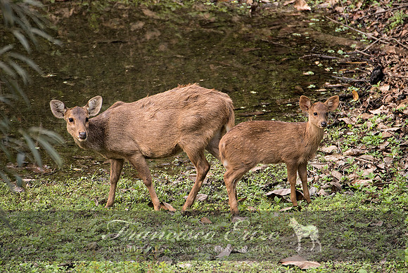 M21 Axis porcinus - HOG DEER 6