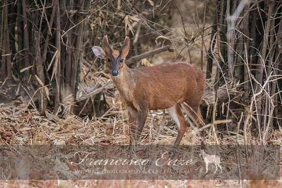 M21 Muntjacus muntjak - RED MUNTJAK 4