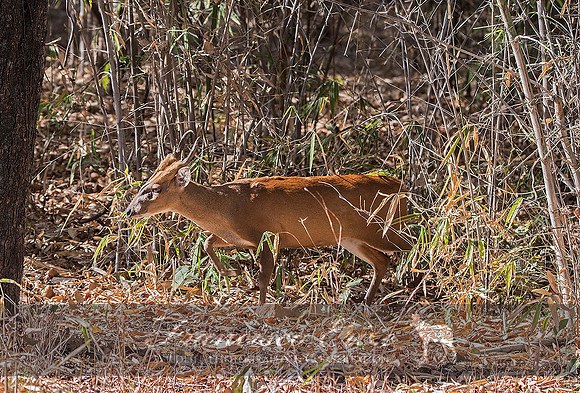 M21 Muntiacus muntjak - RED MUNTJAC 1