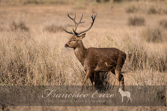 M21 Cervus d. branderi - HARD-GROUND BARASHINGA 8