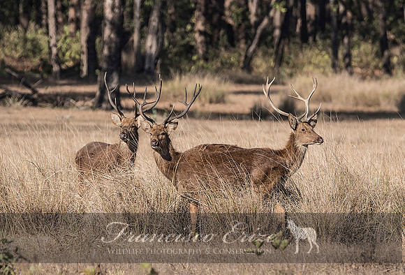 M21 Cervus d. branderi - HARD-GROUND BARASHINGA 7