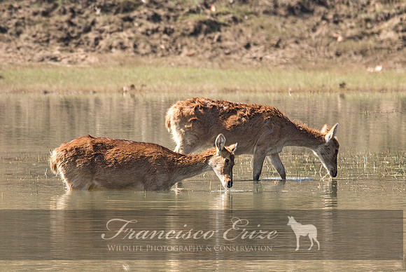 M21 Cervus d. branderi - HARD-GROUND BARASHINGA 3
